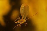 Fossil Scale Insect (Coccoidea) & Fly (Diptera) in Baltic Amber #142244-1